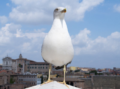 灵感欧洲银鸥图片(Larus argentatus)