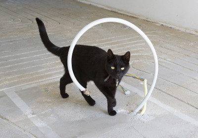 建筑工地的猫