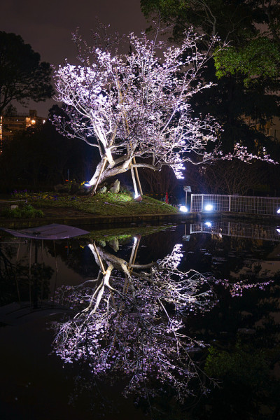 早开花的樱桃树倒映在水面上