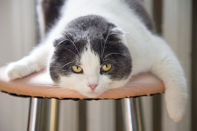 一只疲倦而有趣的猫趴在凳子上