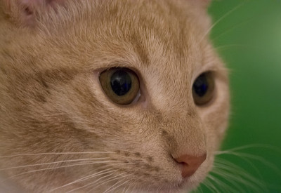 猫靠近