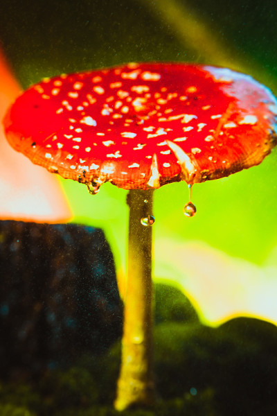 美丽的红色与白色斑点蘑菇上的苔藓