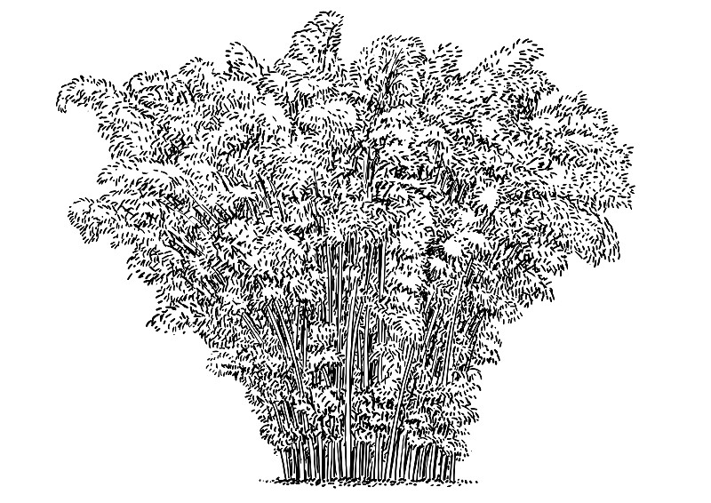 竹子，灌木，插图，绘画，雕刻，水墨，线条艺术，矢量