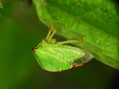Stictocephala bisonia