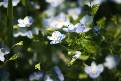 Veronica filiformis花