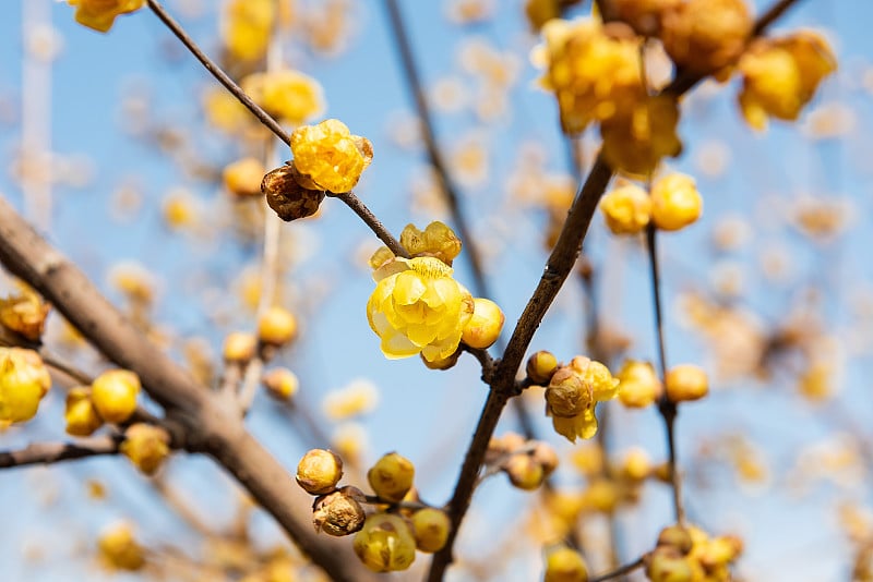 在公园里，腊梅花(Chimonanthus praecox)在二月中旬开放