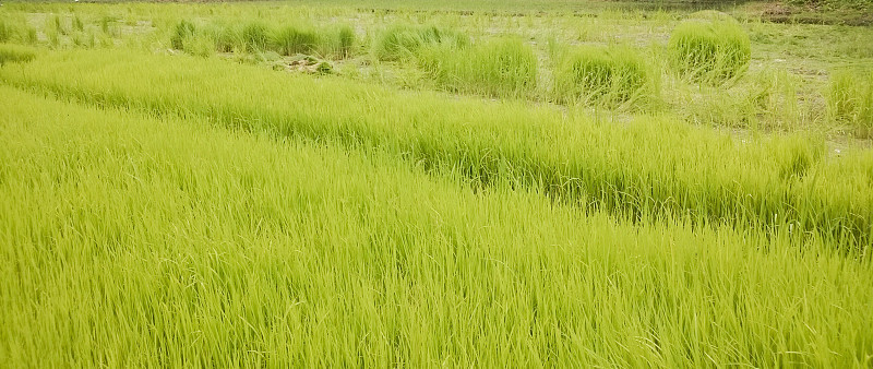 年轻的稻田