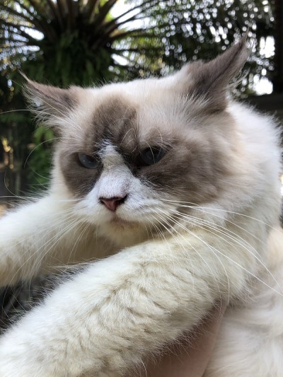 疯狂的猫