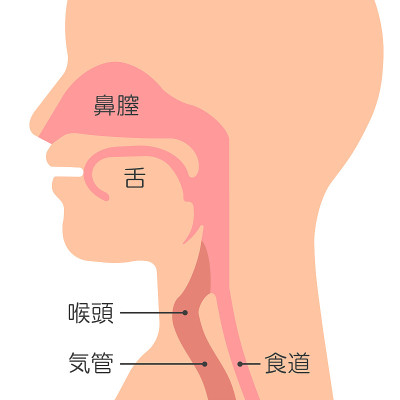 喉咙的结构。