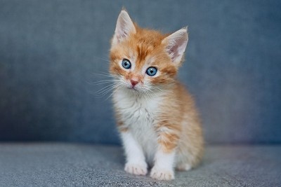 红虎斑小猫