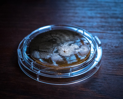 细菌的形状