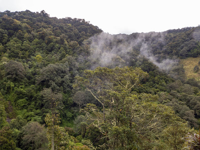 在哥斯达黎加的萨维格雷山谷徒步旅行时，你可以看到死亡谷的热带山地森林。