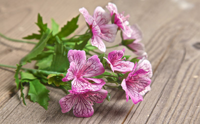 漂亮的花躺在旧木桌上