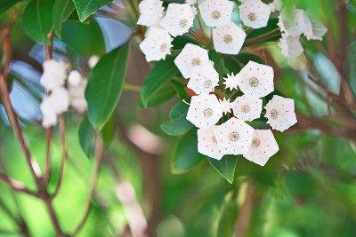 Kalmia