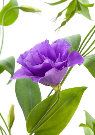 Eustoma花