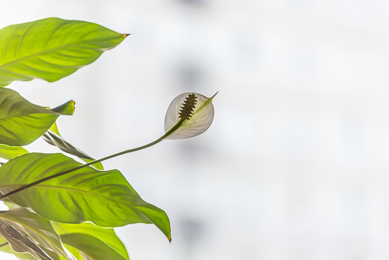 春季室内植物花与郁郁葱葱的绿叶为背景