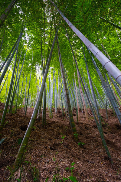 竹子Grove-Phyllostachys spp。