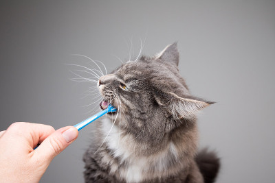 猫的牙齿刷
