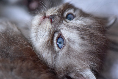 小猫