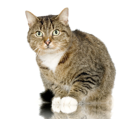 欧洲野猫