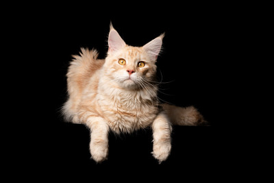缅因库恩猫