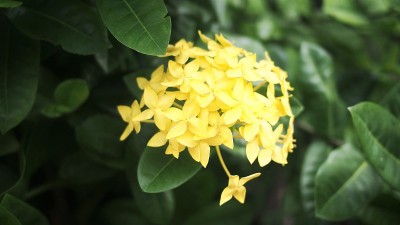 泰国的伊克索拉花