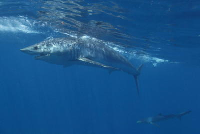 长鳍灰鲭鲨(Isurus oxyrinchus)，钩卡在嘴角，南非角