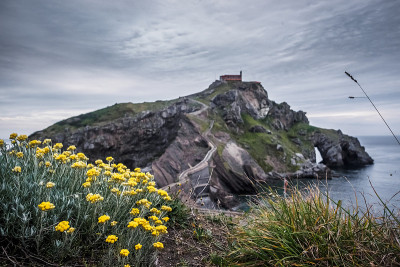 从圣胡安海岸到Gaztelugatxe。黄色的花在春天和夏天