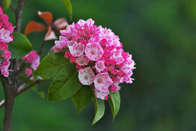Kalmia