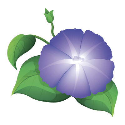 紫色的牵牛花