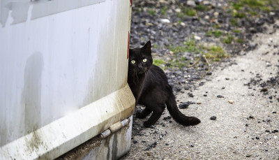 街上的黑猫