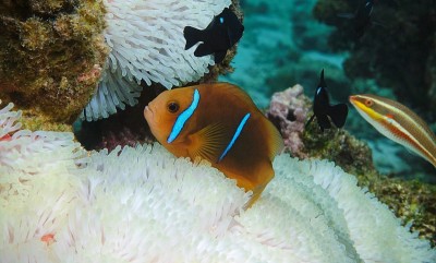 热带鱼、橙鳍海葵鱼