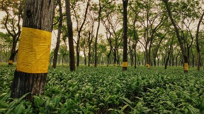 阿萨姆邦的茶园