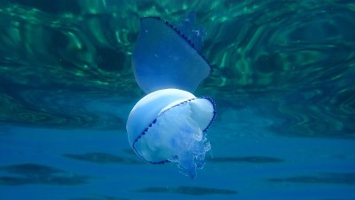 桶形水母(根口水母)，垃圾桶盖水母或海底褶边水母