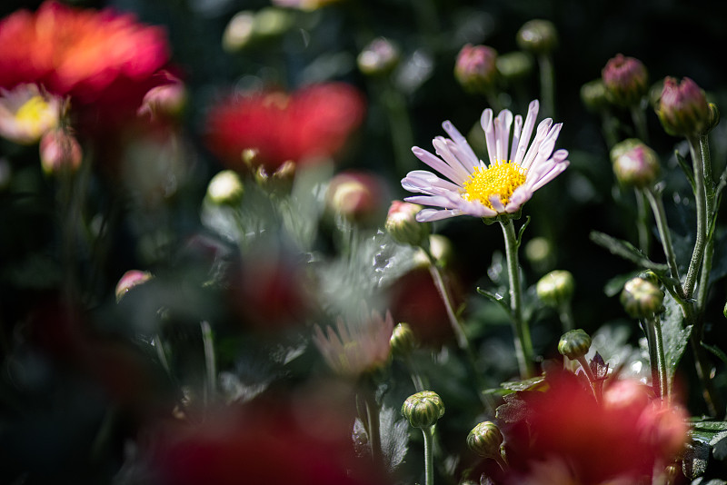 公园里有各种各样的菊花