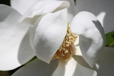 玉兰花