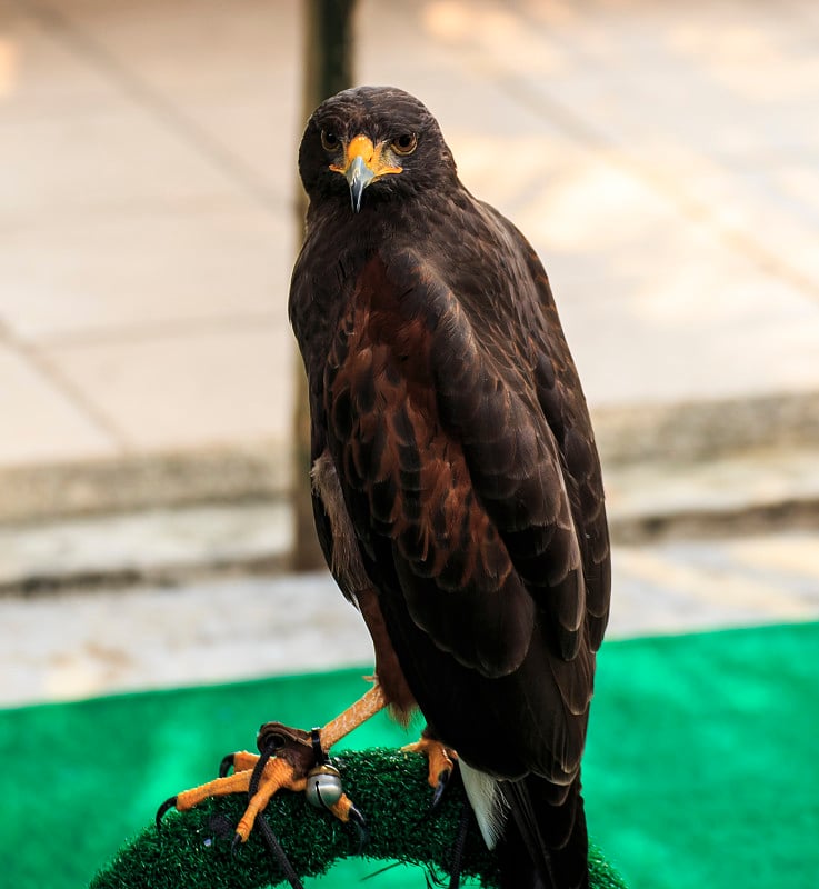 哈里斯·霍克(Parabuteo unicinctus)