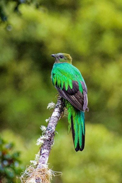 Quetzal