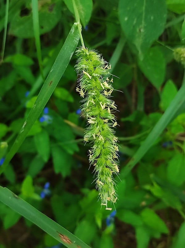 狗尾草的特写镜头