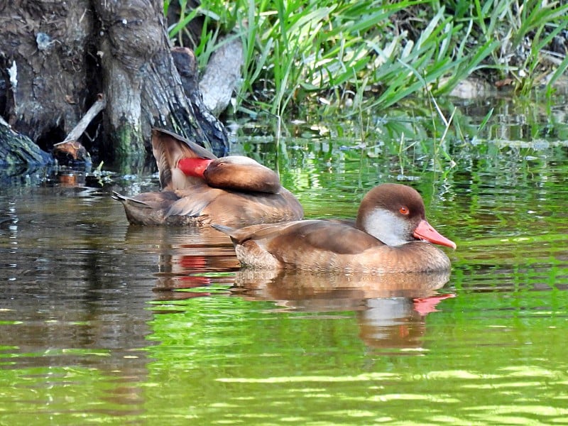 红冠Pochard (Netta rufina) -雌性在佛罗里达的一个湖中游泳