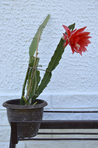 红兰花仙人掌盛开
