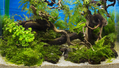绿色美丽的热带淡水水族馆种植