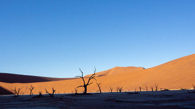 Deadvlei pan的枯枝，位于Sossusvlei国家公园，纳米比亚的一个热门旅游目的地