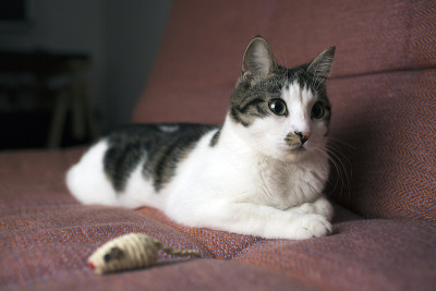 猫玩