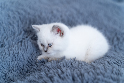 白色毛茸茸的猫。小猫以放松和暴露的姿势躺在蓝色的毯子上，看着什么