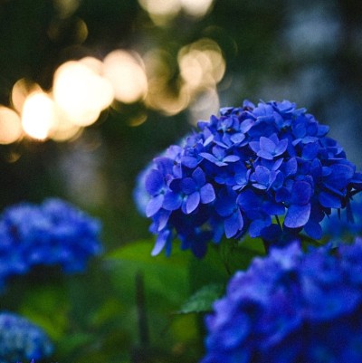 蓝花电影的心情和基调