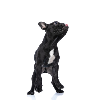 饥饿的法国小牛头犬抬起头，伸出舌头