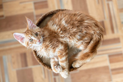 红色缅因猫。可爱，最大和美丽的猫品种。白色背景