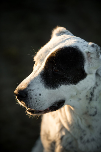 户外中亚牧羊犬肖像