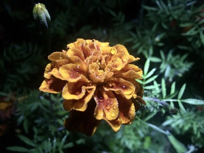 雨后花园中的万寿菊